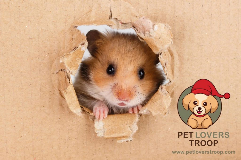 Hamster cage lighting tips
