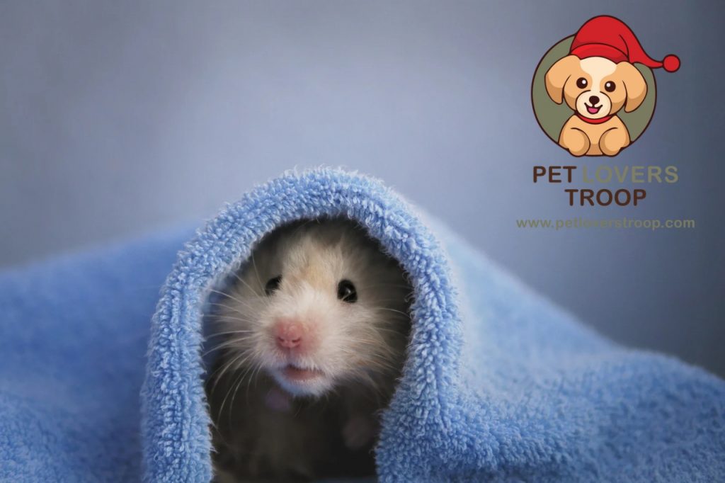 Ideal temperature for hamsters