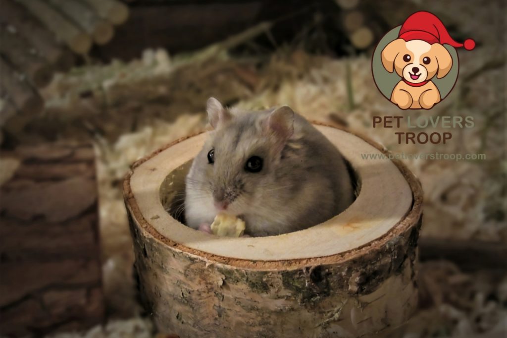 Hamster cage temperature