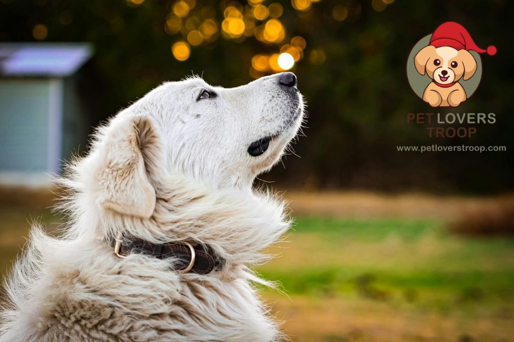LED dog collars