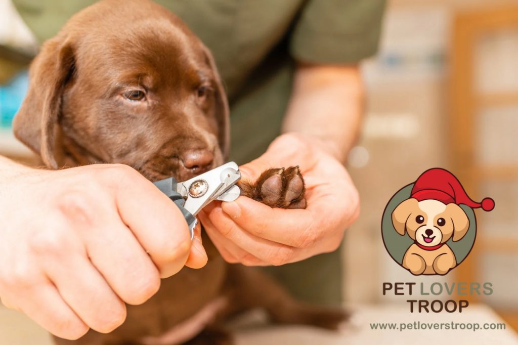 best pet nail clippers for at-home grooming