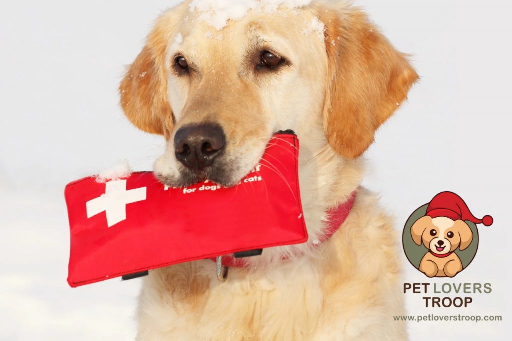 pet first aid basics