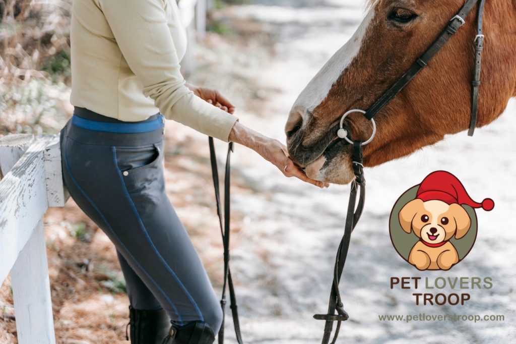 starches and sugars in horse feeds