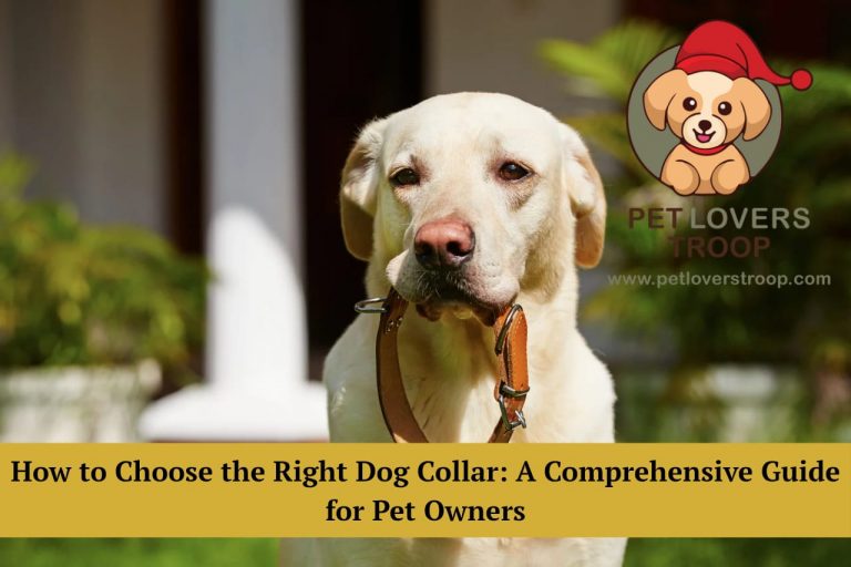 dog collar