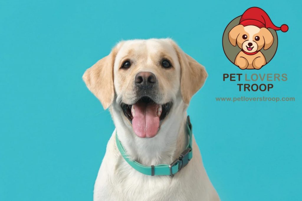 dog collar sizing guide