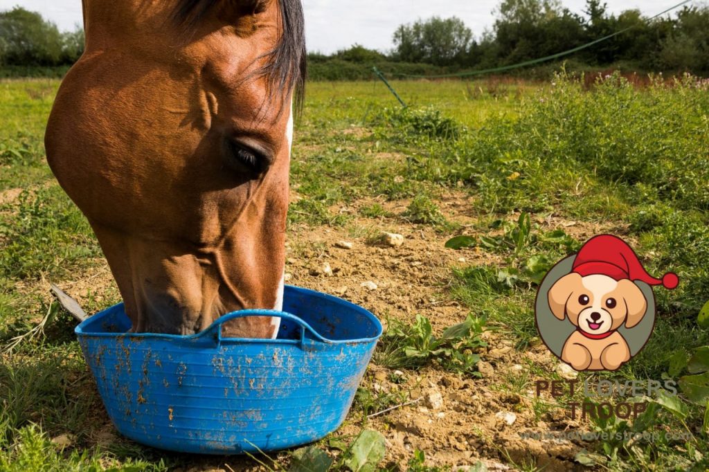 Low-starch horse feed options