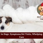 pregnancy in dogs