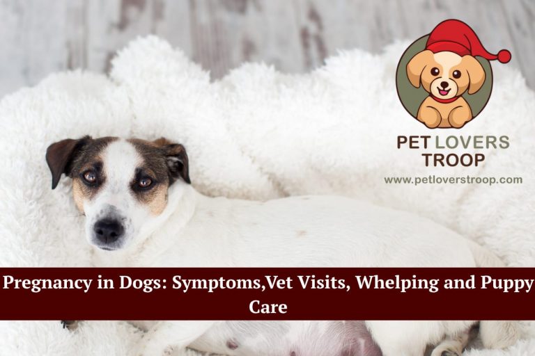 pregnancy in dogs