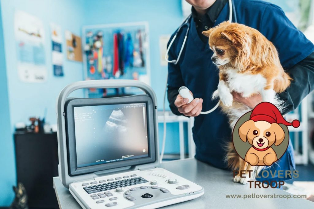 how to tell if a dog is pregnant