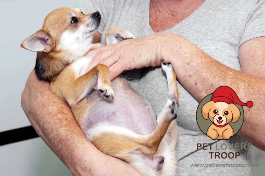 pregnancy in dogs