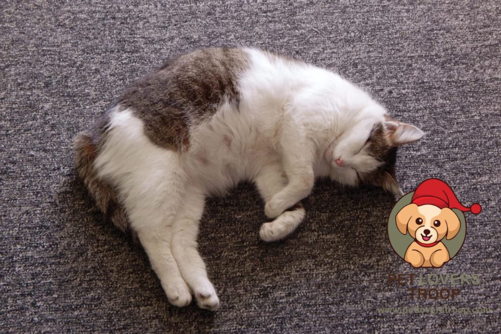 pregnancy in cats