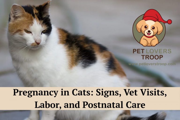 pregnancy in cats
