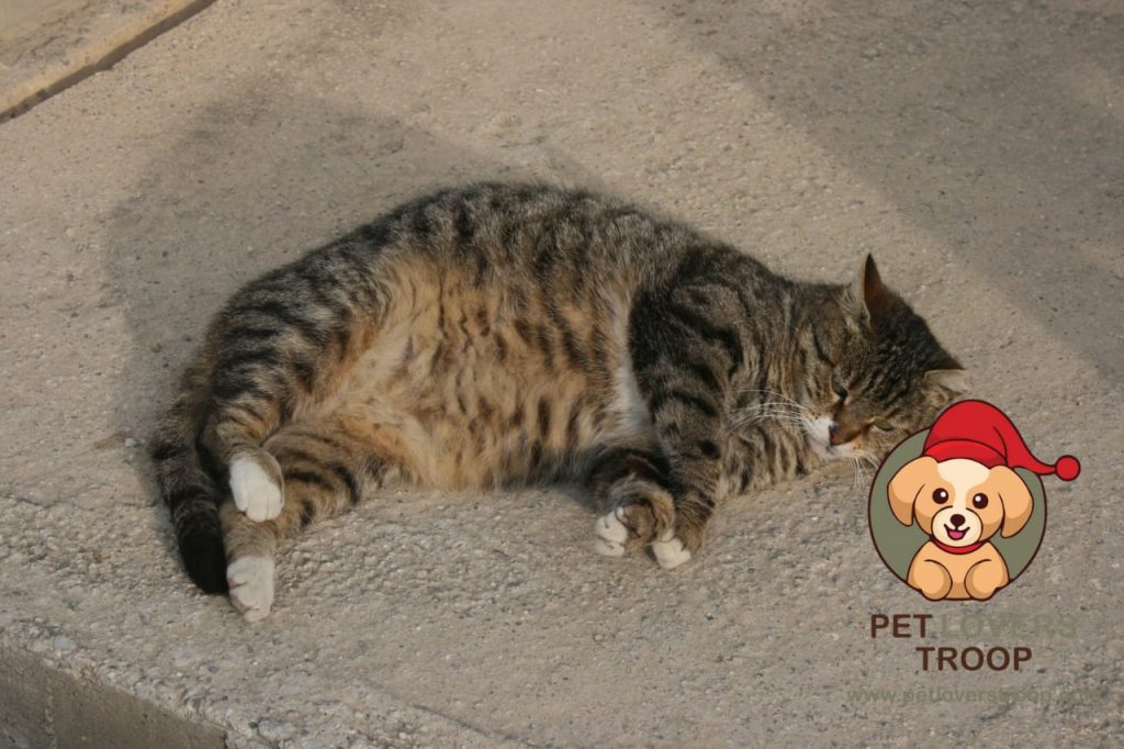 when should a pregnant cat see a vet?