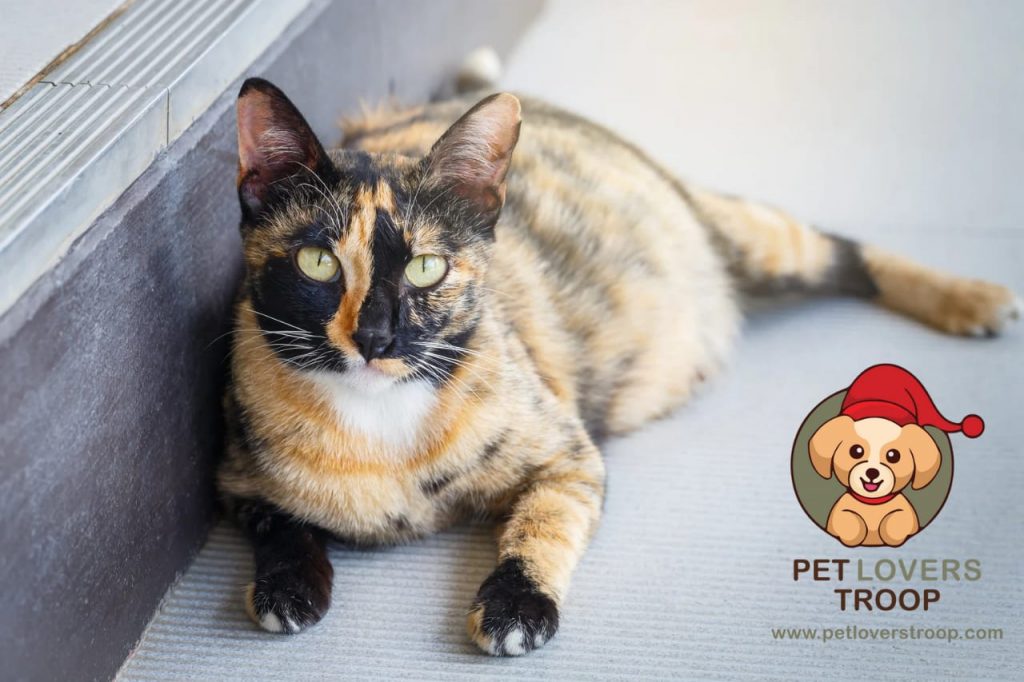 signs of pregnancy in cats