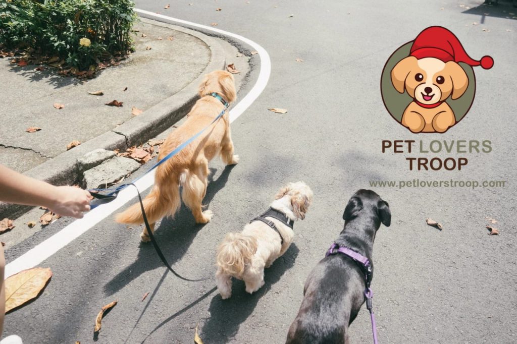 pet-friendly restaurants