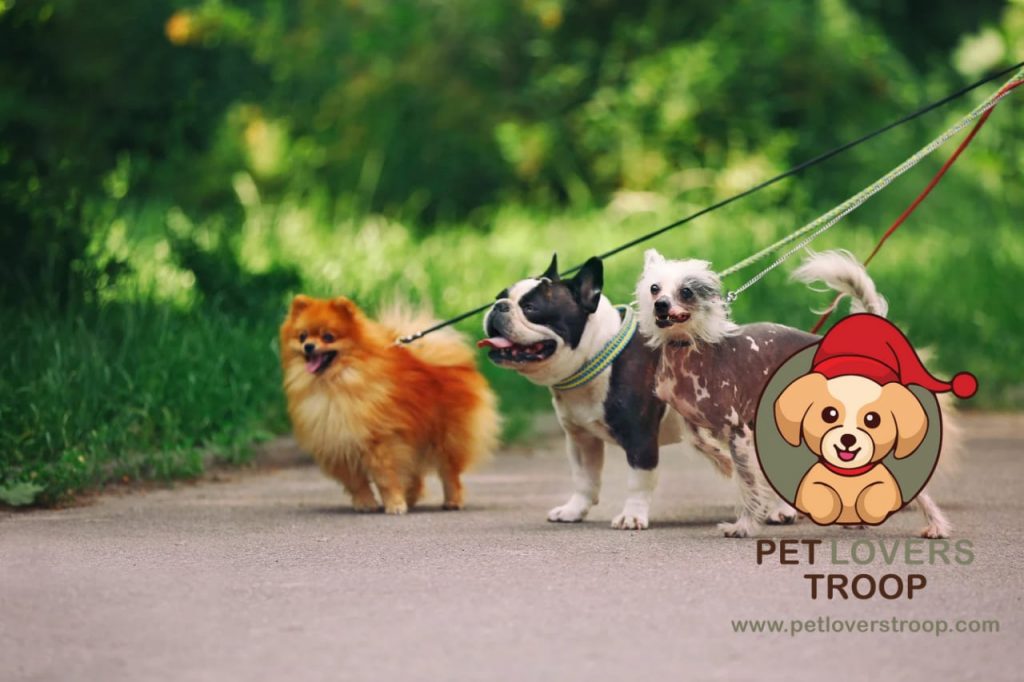 dog-friendly hiking trails