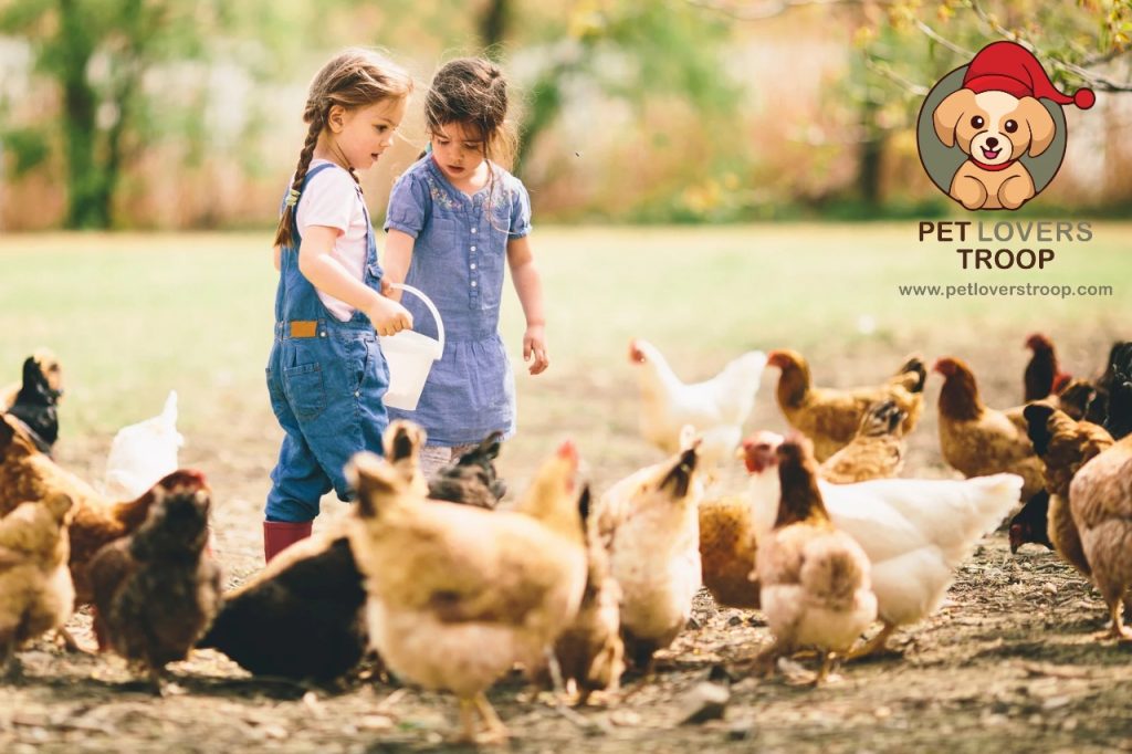 Chicken health problems 