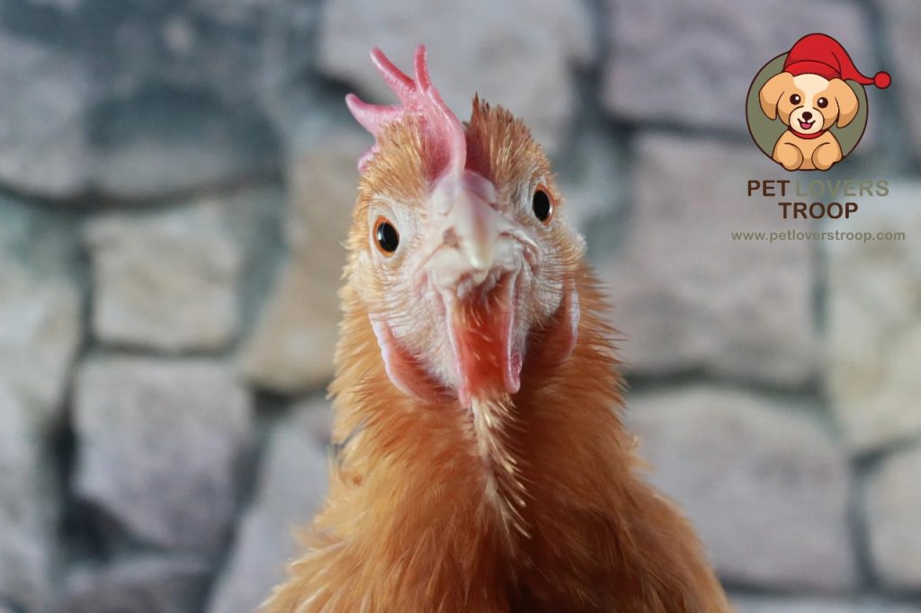 Common chicken diseases and treatments