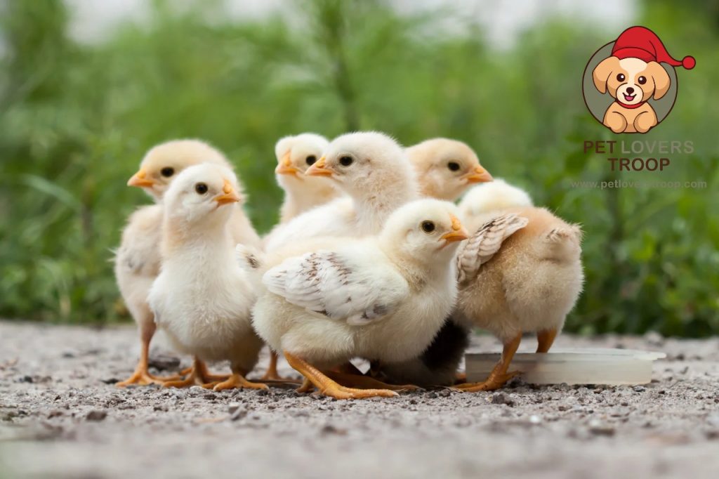 How to tell if a chicken is sick
