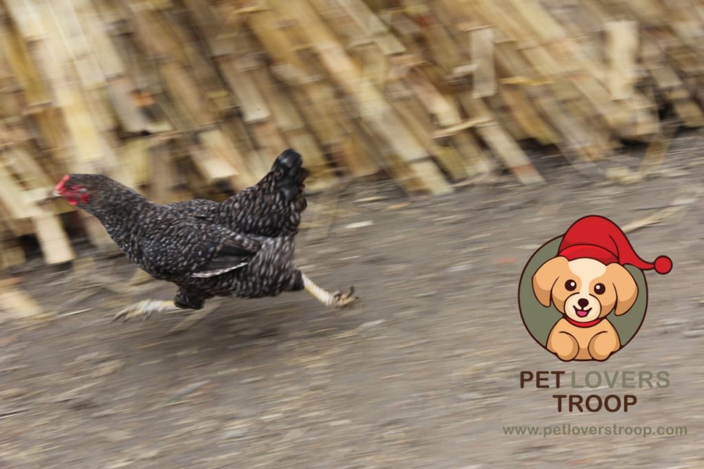 Predator Attacks on Chickens