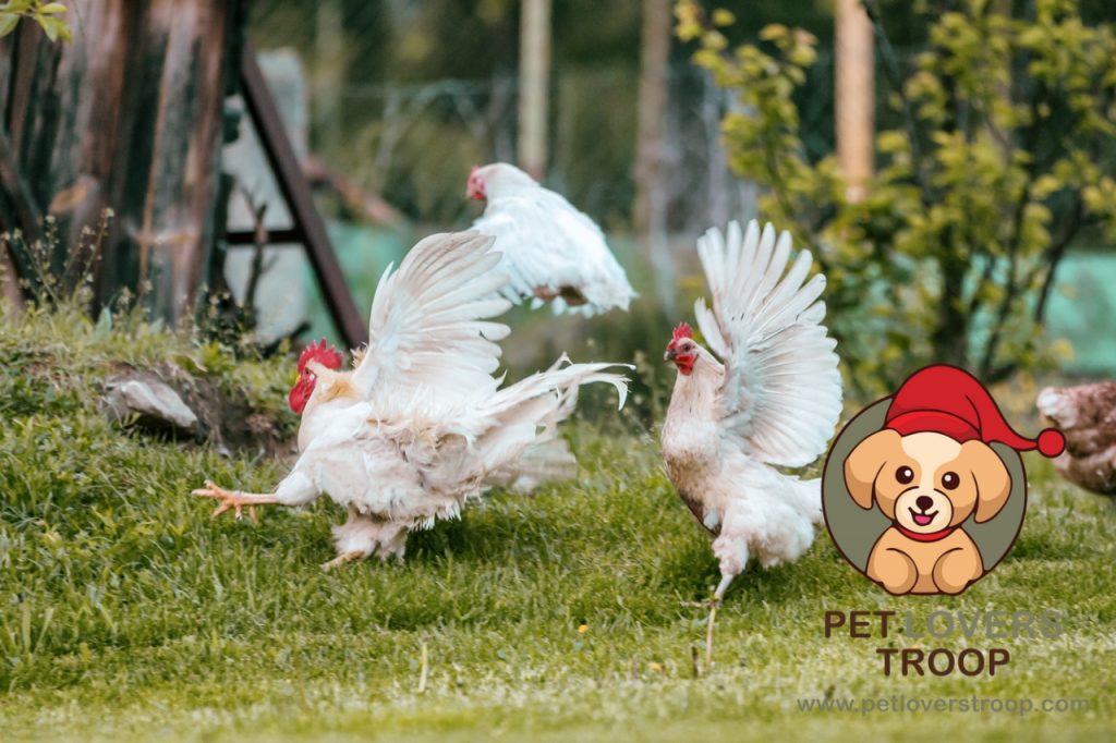 How to keep chickens safe from predators 