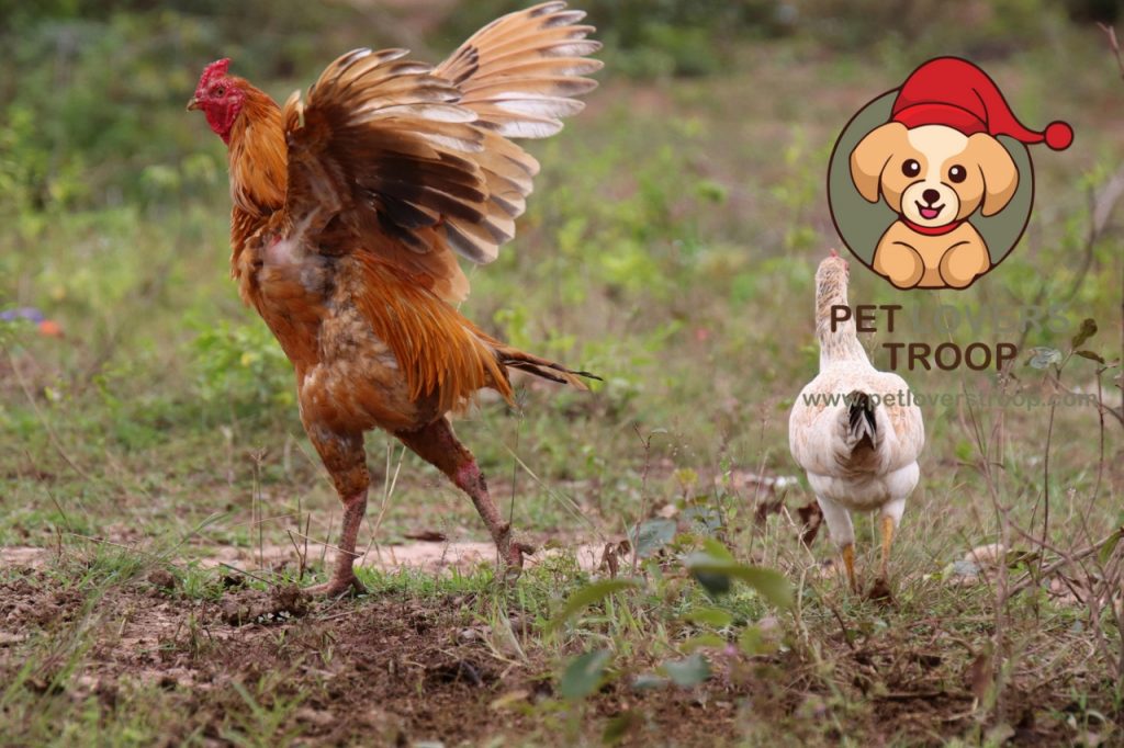 Identifying common chicken predators 