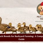 Duck breeds for backyard farming