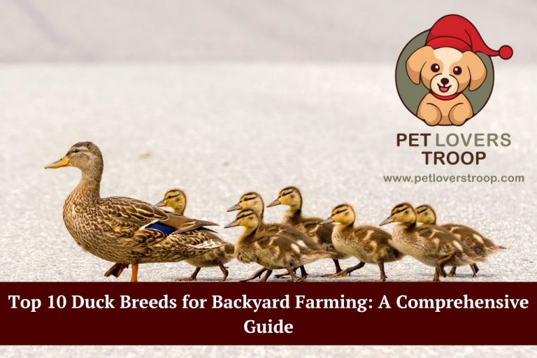 Duck breeds for backyard farming