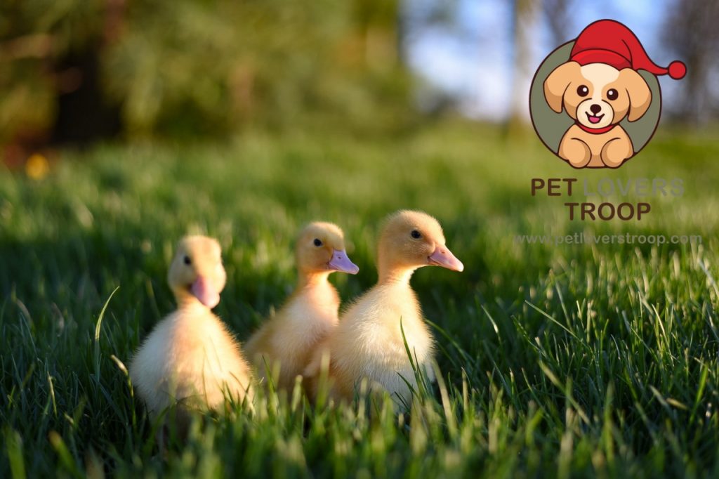 Duck breeds for backyard farming