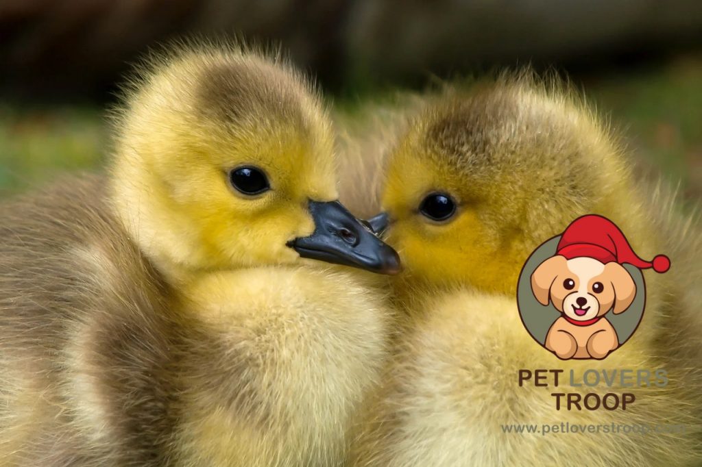 Best duck breeds for beginners