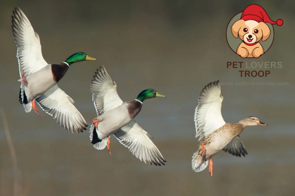 Egg-laying duck breeds